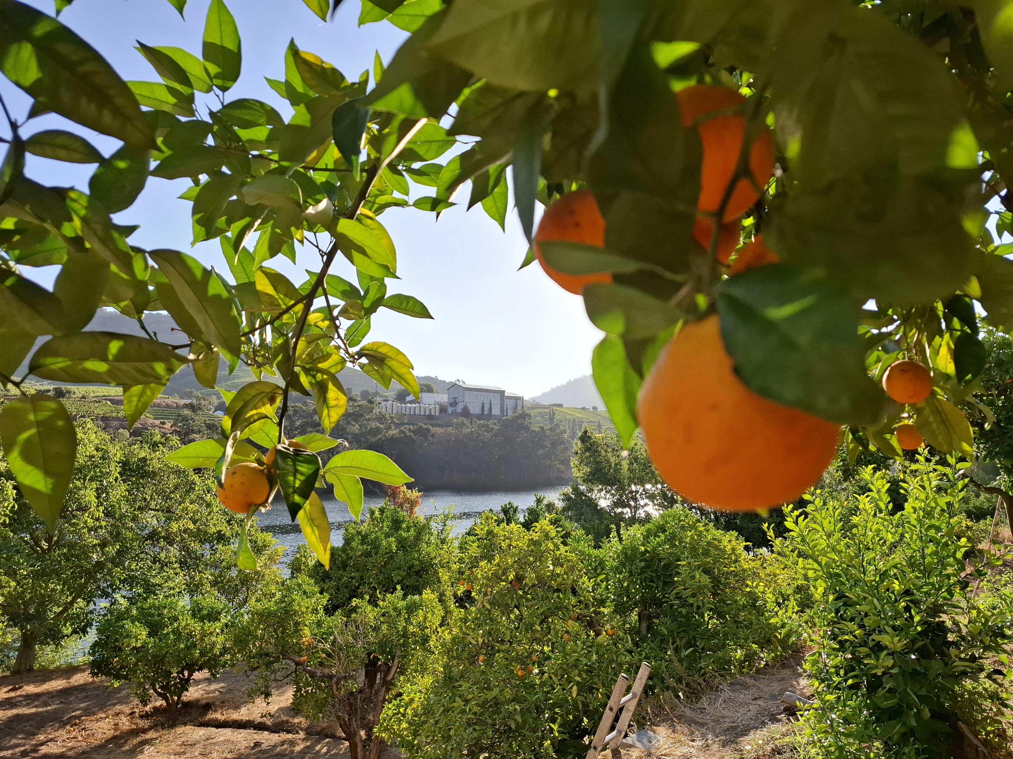 Huerta Escolar Rosario